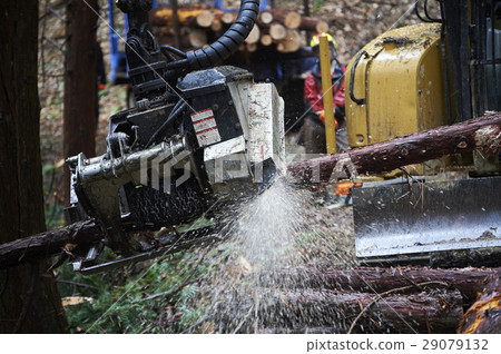 Forestry Forestry 29079132