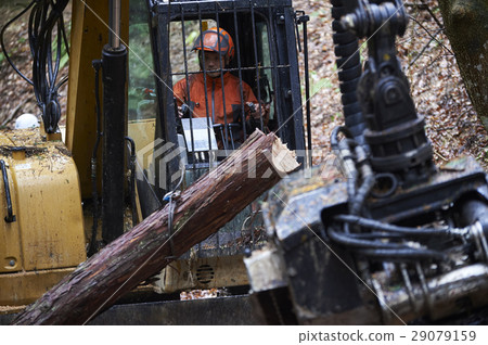 Men of forestry 29079159