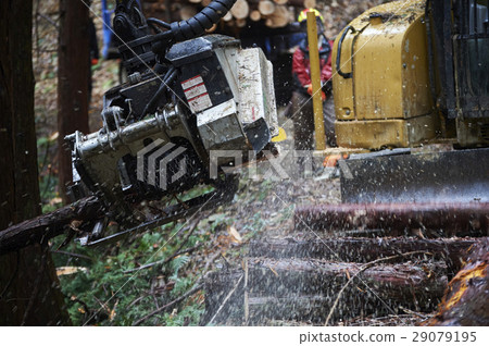 Forestry 29079195