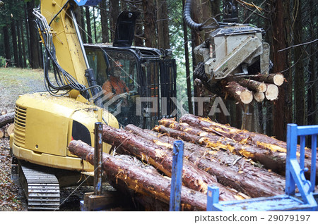 Forestry 29079197