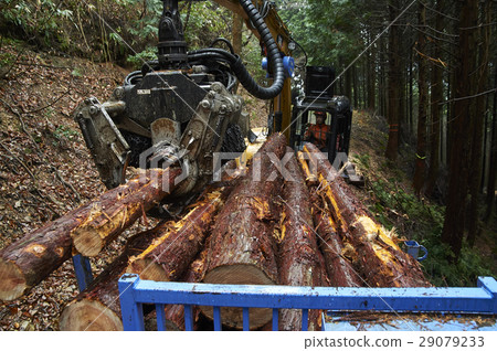 Forestry 29079233