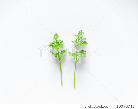 意大利歐芹的成分 意大利歐芹的成分 29079713