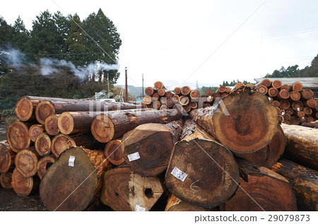 Sawmill 29079873