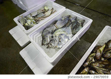 Fishery 29079959