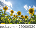 向日葵山 29080320