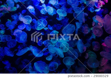 籠子 籠子 29080329