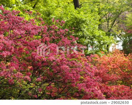 Azalea Azalea 29082630