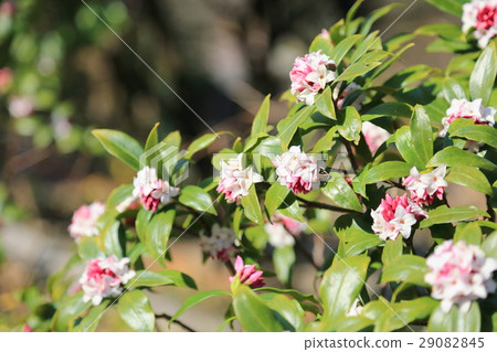 Daphne flower Daphne flower 29082845