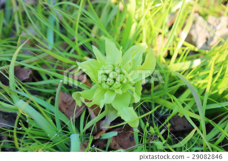 Fukinoto tofu Fukinoto tofu 29082846