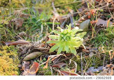 Fukinoto tofu 29082989