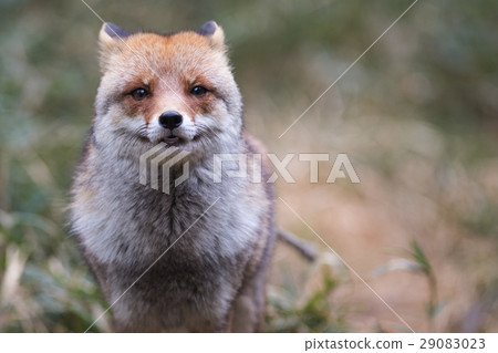 Hondokurine正面飛機 29083023