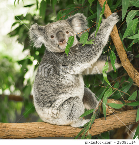 Koala in a eucalyptus tree. 29083114