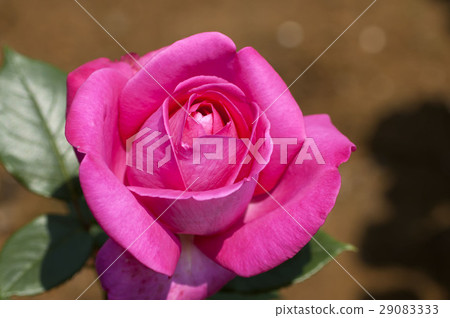rose rose 29083333