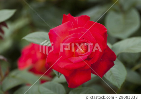 rose rose 29083338
