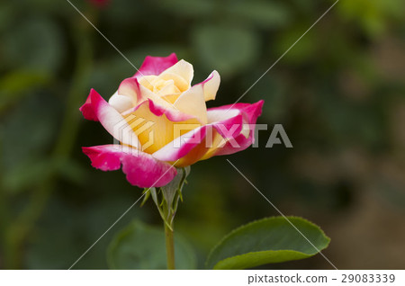 rose rose 29083339