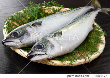 真正的鯖魚 29083373