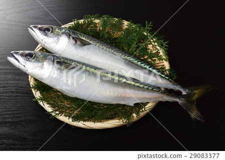 真正的鯖魚 真正的鯖魚 29083377