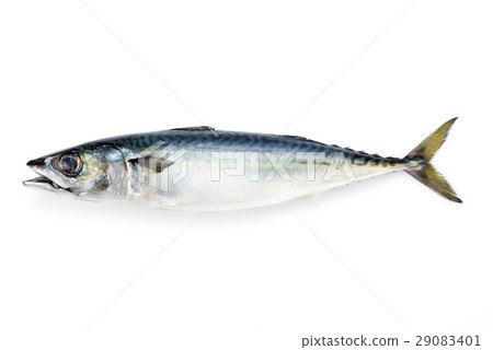 真正的鯖魚 真正的鯖魚 29083401