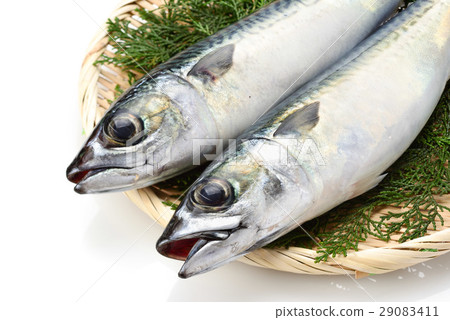 真正的鯖魚 真正的鯖魚 29083411