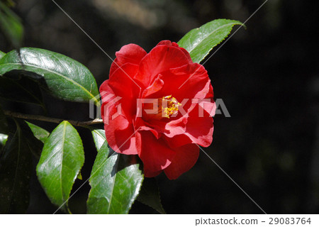 茶花 茶花 29083764
