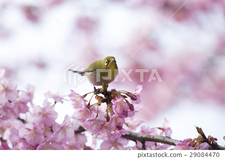 Kawazu cherry tree and mezzo 29084470