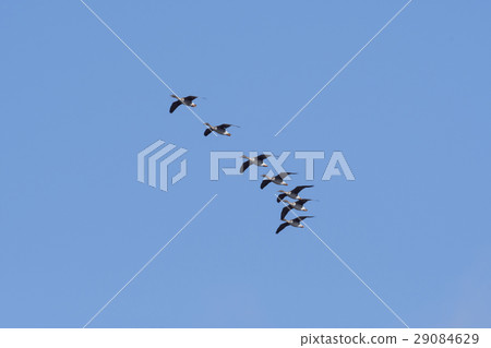 Flight group 29084629