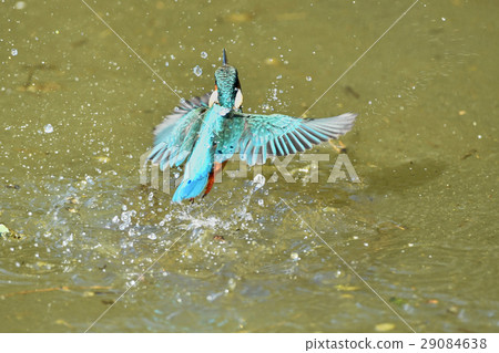 Bathing in a Kingfisher 29084638