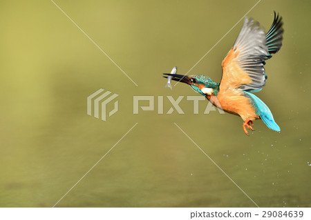 Kingfisher's predation 29084639