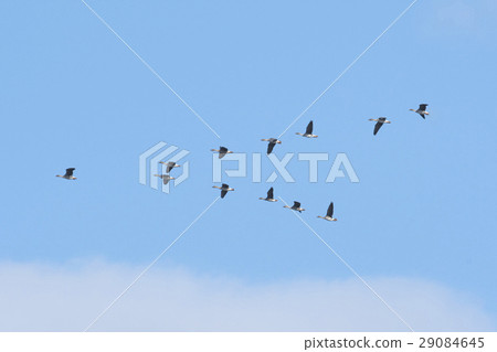 飛行小組 29084645