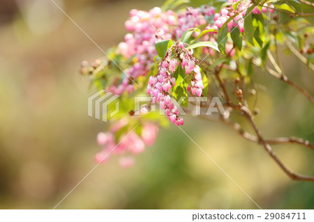 蘆之花 蘆之花 29084711