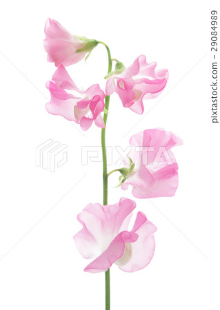 Pink sweet pea Pink sweet pea 29084989