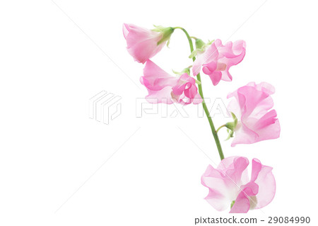 Pink sweet pea Pink sweet pea 29084990