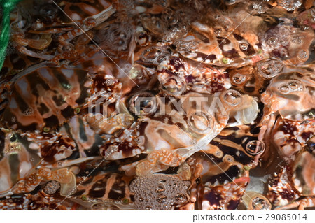 Kaohsiung City, Tainan City, Xingda Port, sightseeing, attractions, markets, vendors, ports, traditional snacks, snacks, seafood, fresh, all kinds, traditional cuisine 29085014