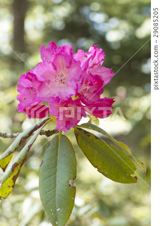 Rhododendron 29085205