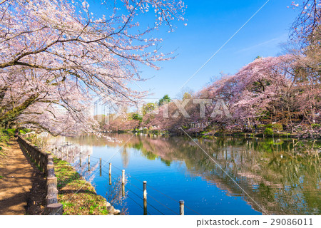 Inokashira Park with cherry blossoms in full bloom Inokashira Park with cherry blossoms in full bloom 29086011