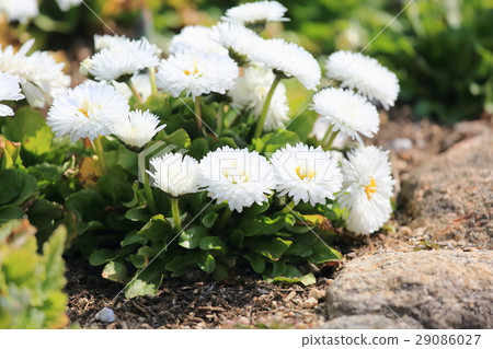 黛西的花 29086027