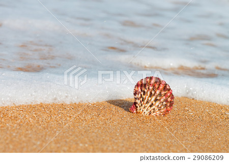 scallop shell on the beach 29086209