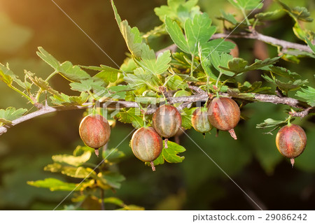 Red gooseberries on branch 29086242