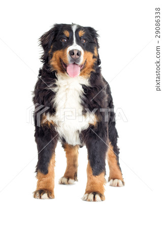 Bernese Mountain Dog on a white background Bernese Mountain Dog on a white background 29086338