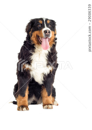 Bernese Mountain Dog on a white background Bernese Mountain Dog on a white background 29086339