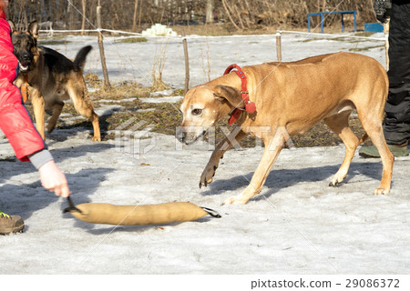 Rhodesian Ridgeback dog attacks Rhodesian Ridgeback dog attacks 29086372