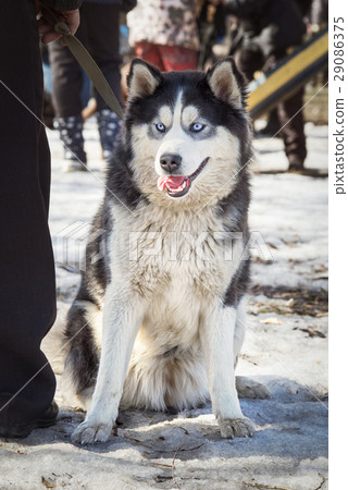 Siberian Husky sitting on a snow  29086375