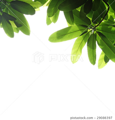 Green leaf and branches Green leaf and branches 29086397