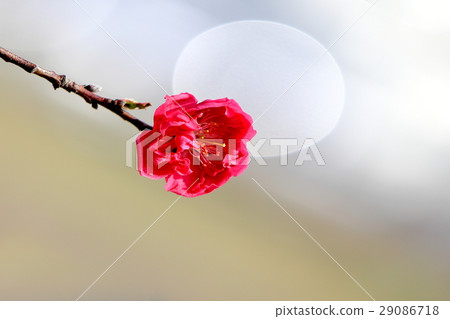 Flower peach Flower peach 29086718