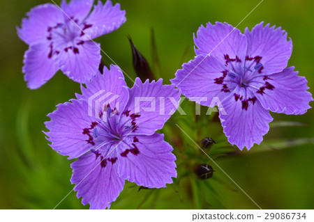 [Plant] Shinade Nadeshiko (1) 29086734