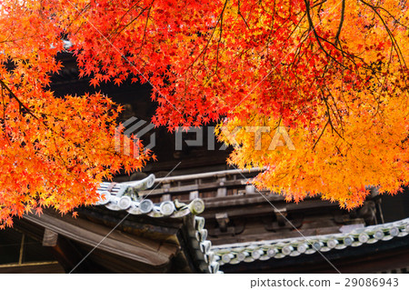 Kyoto Autumn Maple 29086943