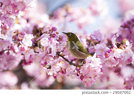 Kawazu cherry tree and mezzo Kawazu cherry tree and mezzo 29087002