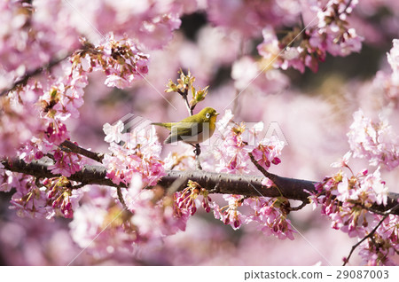 Kawazu cherry tree and mezzo 29087003