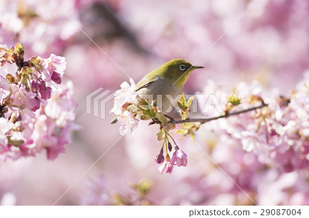 Kawazu cherry tree and mezzo 29087004
