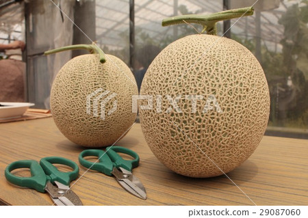 Melon hunting Melon hunting 29087060